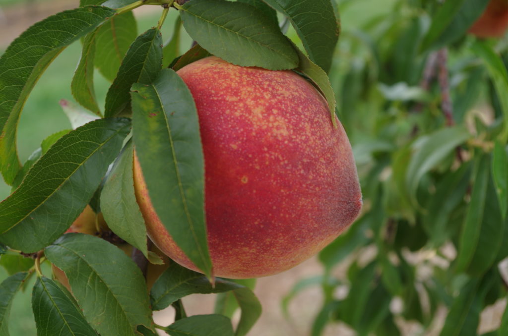 Laboring for Fruit Arkansas “Specialty Crops” UPDATED Taste of