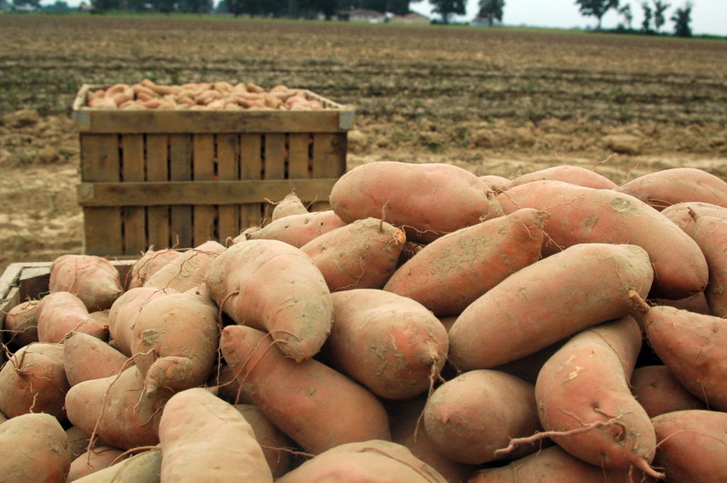 13 Things You Didn’t Know Were Made From Sweet Potatoes